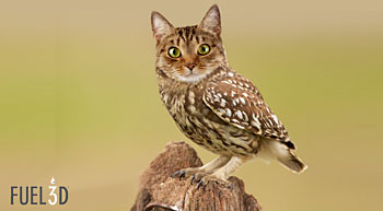 CatBird-1605