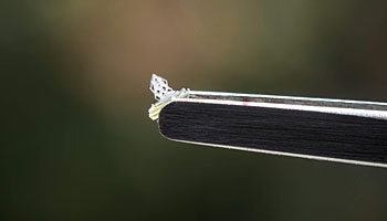 Nanofabrica Fig-2aLR-1912