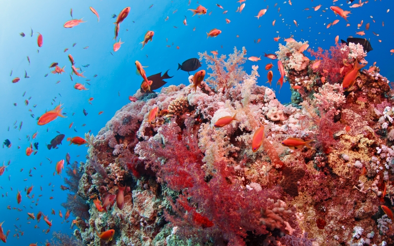 coral-reef-marsa-abu-dabab-red-sea-egypt-original-2322